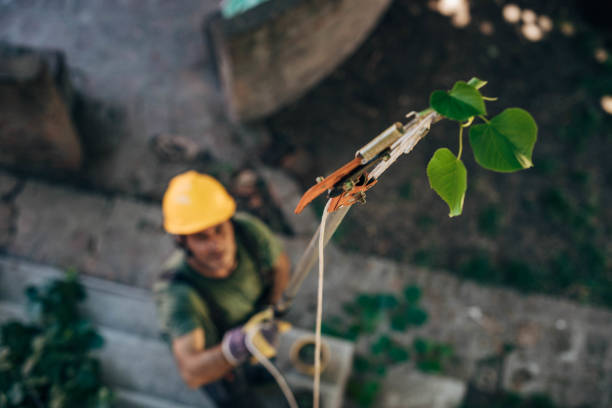 Best Tree Trimming Near Me  in Lorane, PA